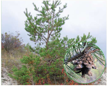 Сосна меловая (Pinus cretacea (Kalenicz.) Kondr. (Pinus sylvestris L. var. cretacea Kalenicz. ex Kom.))