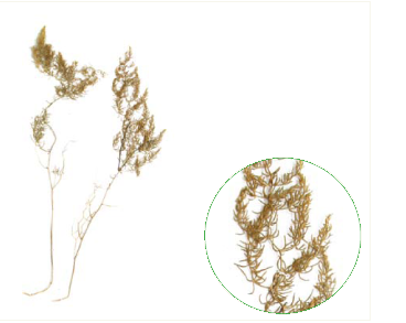 Спаржа Палласа (Asparagus pallasii Miscz. (A. brachyphyllus auct. non Turcz.))