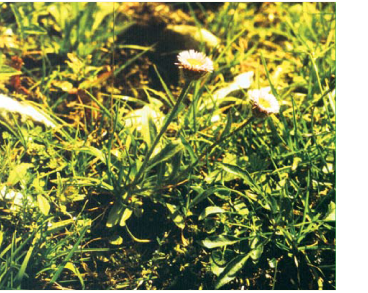 Злинка альпійська (Erigeron alpinus L.)