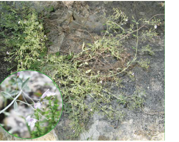 Микромерия тимьянолистиая (Micromeria serpyllifolia (M.Bieb.) Boiss. (Clinopodium serpyllifolium (M.Bieb.) Kuntze; M. fruticosa (L.) Druce subsp. serpyllifolia (M.Bieb.) P.H.Davis; Nepeta serpyllifolia M.Bieb.))