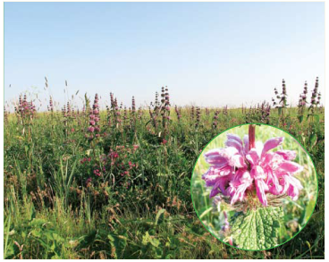 Зопник скифский (Phlomis scythica Klokov et Des.-Shost. (Phlomoides scythica (Klokov et Des.-Shost.) Czer., Phlomis tuberosa auct. non L., p.p.))