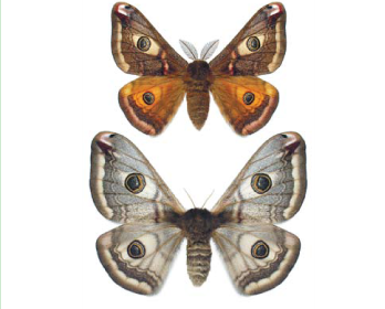 Малый ночной павлиний глаз (Eudia pavonia (Linnaeus, 1758))