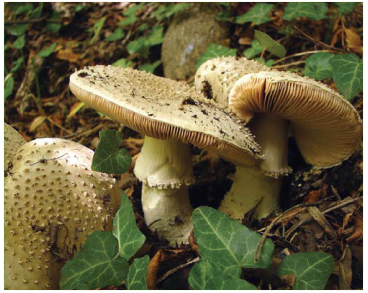 Мухомор щетинистий (Amanita solitaria (Bull.) Fr.)
