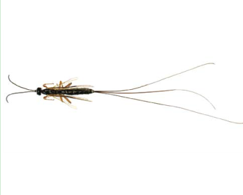 Долихомитус головастый (Dolichomitus cephalotes (Holmgren, 1859))