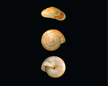 Оксихилюс Кобельта (Oxychilus kobelti (Lindholm, 1910))