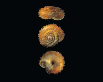Трохолюс опушенный (Trochulus villosulus (Rossmassler, 1838))
