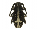 Dorcadion equestre (Laxmann, 1770)