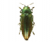 Eurythyrea aurata (Pallas, 1776)