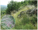Ковыль закарпатский