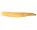 Trocheta bykowskii Gedroyc, 1913