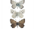 Agriades pyrenaicus (Boisduval, 1840)