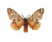 Endromis versicolora (Linnaeus, 1758)