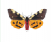 Pericallia matronula (Linnaeus, 1758)