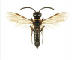 Pachycephus cruentatus (Eversmann, 1847)