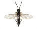Janus femoratus (Curtis, 1830)