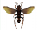 Cryptocheilus rubellus (Eversmann 1846)