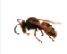 Stizus fasciatus (Fabricius, 1781)