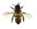 Andrena  (Melandrena) stigmatica  Morawitz, 1895