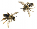 Dasypoda (Megadasypoda) spinigera   Kohl, 1905