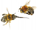 Anthophora (Lophanthophora) robusta  (Klug, 1845)