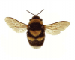 Bombus (Megabombus) ruderatus  (Fabricius, 1775)