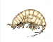 Iphigenella shablensis (Carausu, 1943)