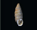 Granaria frumentum (Draparnuad, 1801)