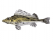 Gymnocephalus schraetser (Linnaeus, 1758)