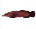 Lepadogaster lepadogaster (Bonnaterre, 1788)