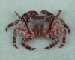 Pachygrapsus marmoratus Fabricius, 1787