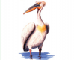 Pelecanus onocrotalus Linnaeus, 1758
