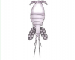 Sergiosmirnovia reducta (Monchenko, 1977)