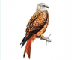 Milvus milvus (Linnaeus, 1758)