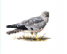 Circus pygargus (Linnaeus, 1758)