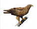 Aquila clanga Pallas, 1811