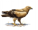 Aquila pomarina C. L. Brehm, 1831
