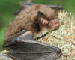 Myotis daubentonii (Kuhl, 1817)