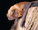 Nyctalus lasiopterus (Schreber, 1780)