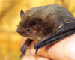 Pipistrellus nathusii (Keyserling et Blasius, 1839)