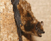 Eptesicus serotinus (Schreber, 1774)