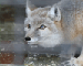 Vulpes corsac Linnaeus, 1758