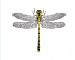 Ophiogomphus cecilia (Fourcroy, 1785)