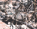 Anadrymadusa retowskii (Adelung, 1907)