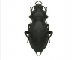 Carabus (Pachystus) hungaricus   (Fabricius, 1792)