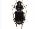 Carterus (s. str.) dama (Rossi, 1792)